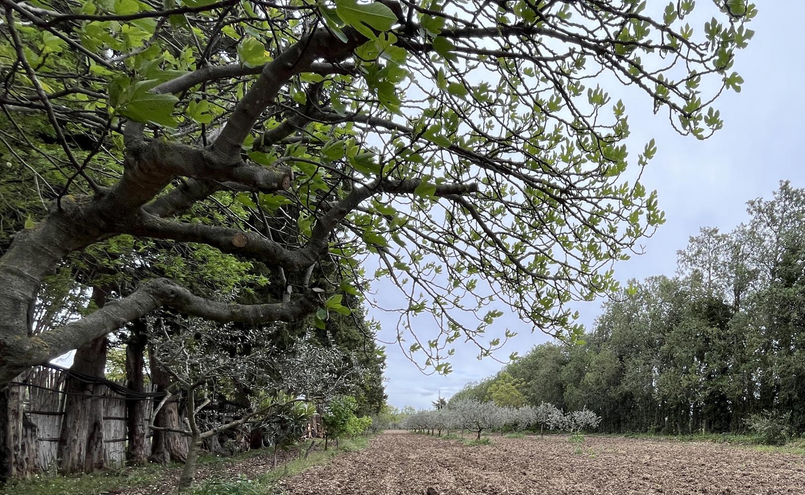 VIAGER OCCUPÉ EN PROVENCE